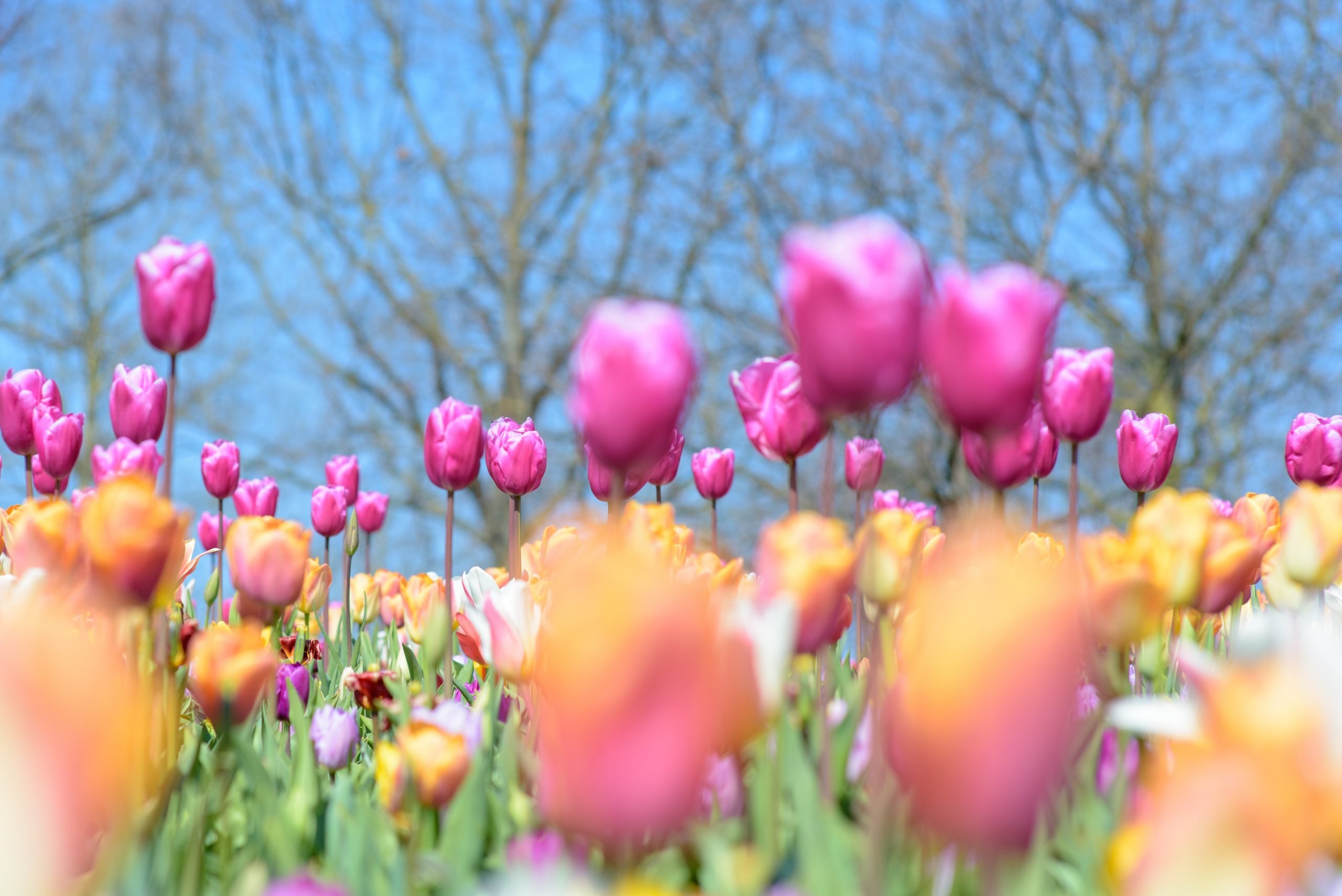 The History of the Tulip - sarahs tours