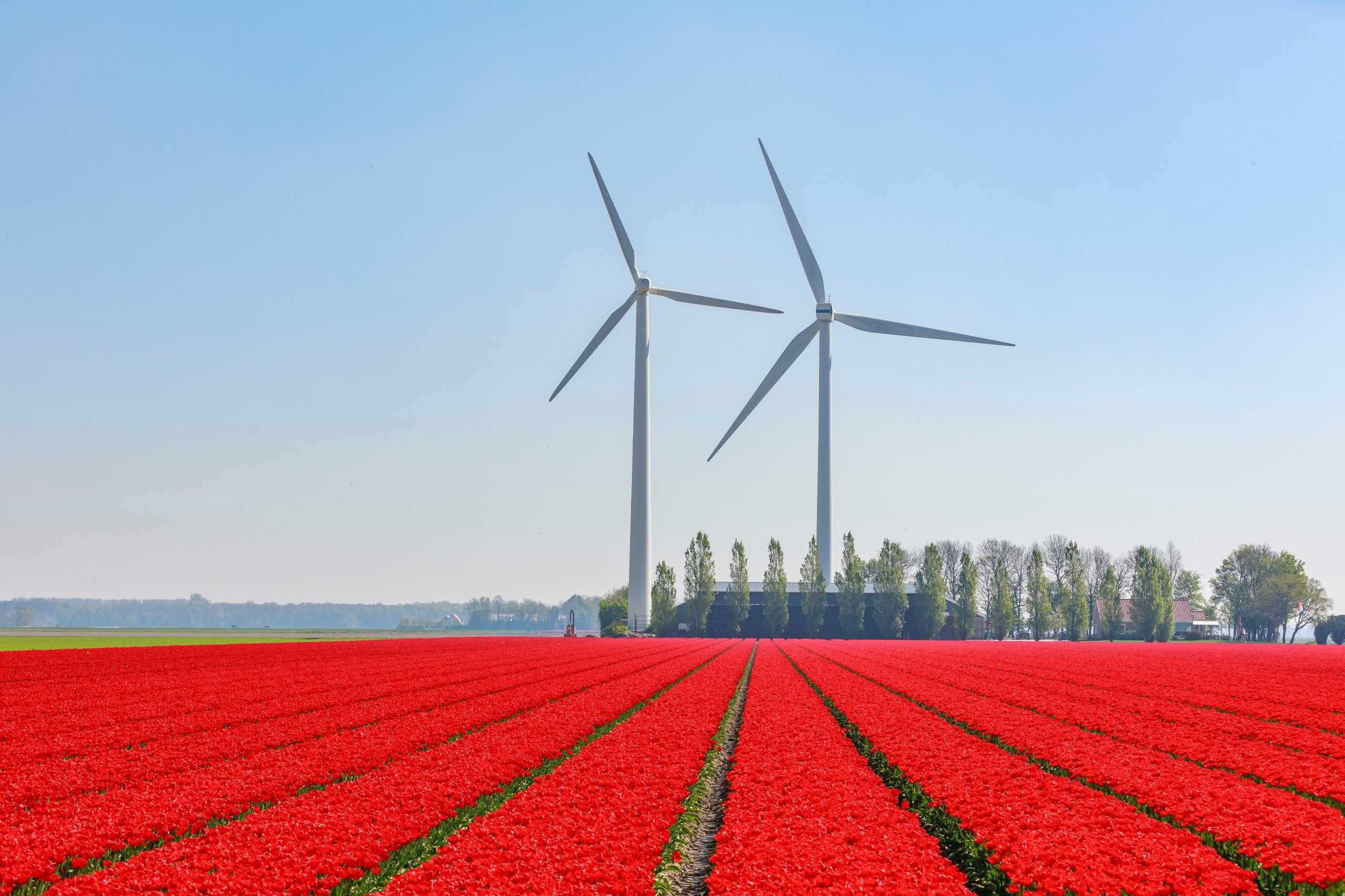 Explore the Netherlands with our Private Tours - sarahs tours